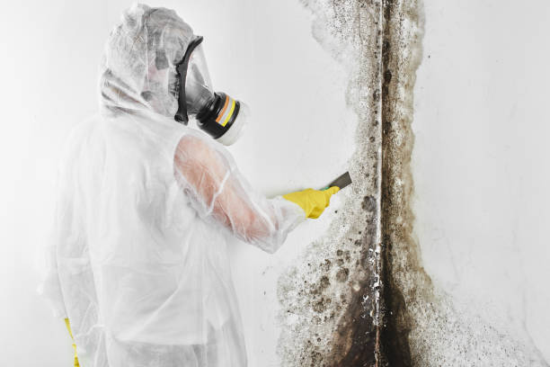 Best Commercial Mold Removal  in Putney, GA