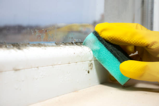 Best Affordable Mold Removal  in Putney, GA