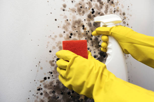 Best Home Mold Removal  in Putney, GA